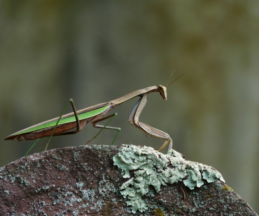 Chinese mantis